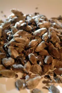 Bid von Magnolienblüten