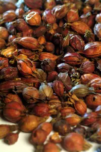 Abbildung der chinesischen Gelbbeere